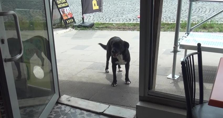 Sinop’ta işletmelerin sahip çıktığı 'Pati' isimli köpek, esnafın maskotu oldu.