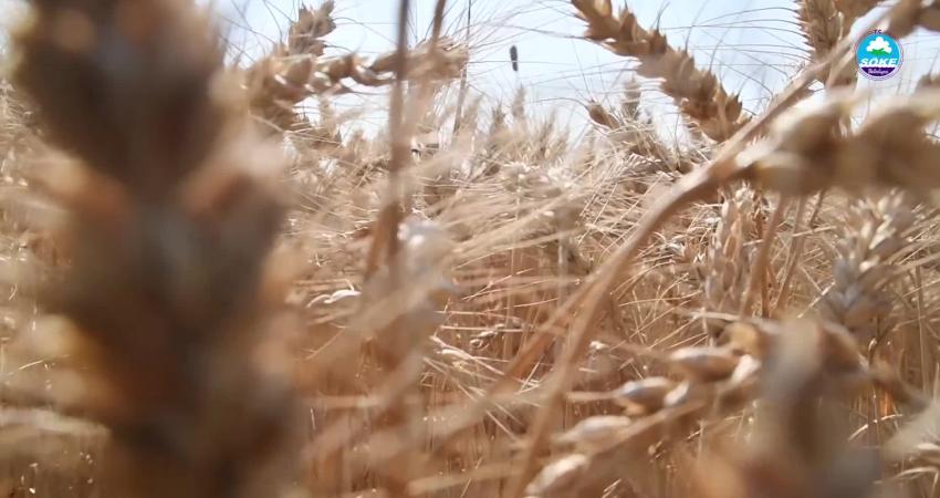 Söke Belediyesi’nce hayata geçirilen proje kapsamında 70 dönümlük arazide buğday