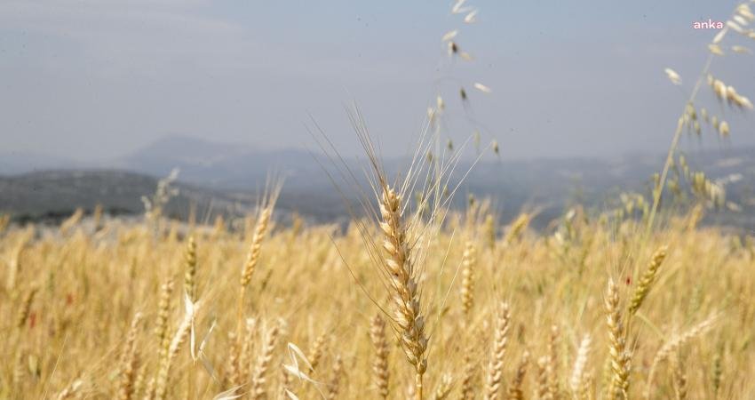 Toprak Mahsulleri Ofisi (TMO) çiftçiden alacağı hububatın satış fiyatını açıkladı.
