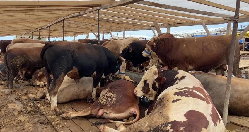 Kurban Bayramı’nın yaklaşmasıyla birlikte hayvan pazarlarındaki hareketlilik arttı. Ağrılı besici