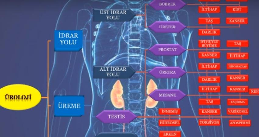 Üroloji terimi, idrar ve bilim manalarına gelen “üro” ve “loji”