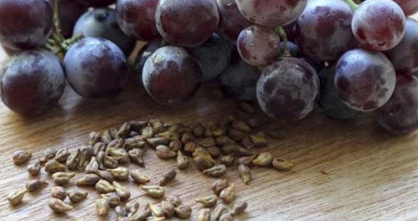 Üzüm çekirdeğinin faydaları neler? Hangi hastalıklara iyi gelir? Yaşlanmayı yavaşlatan