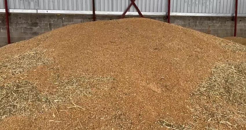 CHP Manisa Milletvekili Ahmet Vehbi Bakırlıoğlu, Gölmarmara ilçesinde buğday üreticileriyle