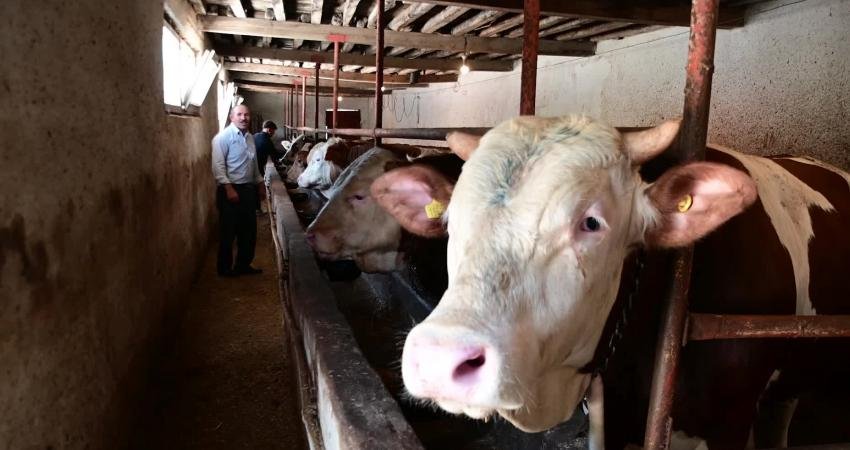 Yozgat’ta besiciler, Kurban Bayramı için besledikleri kurbanlıklarını batı illerine götürmeye