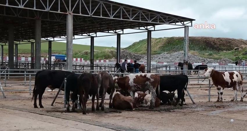 Yozgat’ta, çevre illerdeki hayvanlarda görülen şap hastalığı nedeniyle bir süredir
