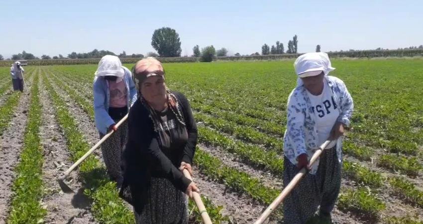 Osmaniye'nin Kadirli ilçesinde 42 derecelik sıcağın altında çalışan tarım işçileri