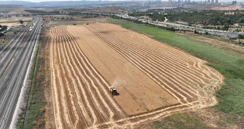 Ankara Büyükşehir Belediyesi, kiraladığı Atatürk Orman Çiftliği arazilerinde tarımsal üretime