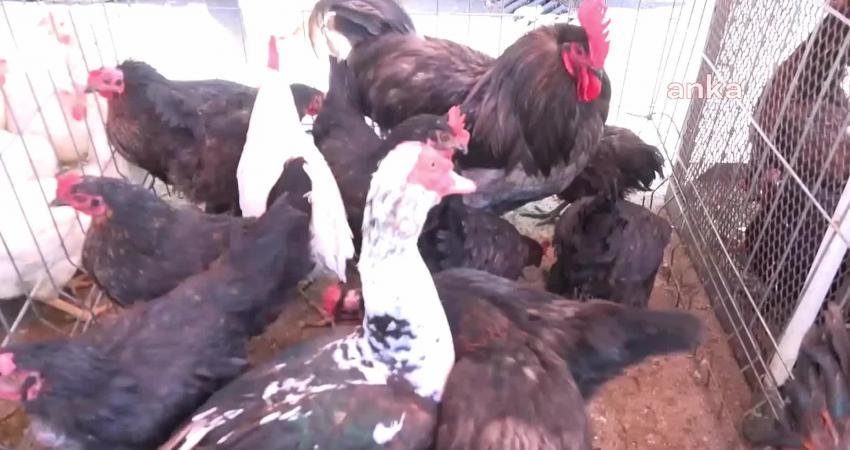 Aksaray’da Canlı Tavuk Satışının Çocuk Parkının Yanında Yapılmasından Şikayetçi Olan Esnaf: “Hastalık Bulaşabilir” Aksaray'da Salı pazarında canlı tavuk satışının yapılması satıcı ve vatandaşları