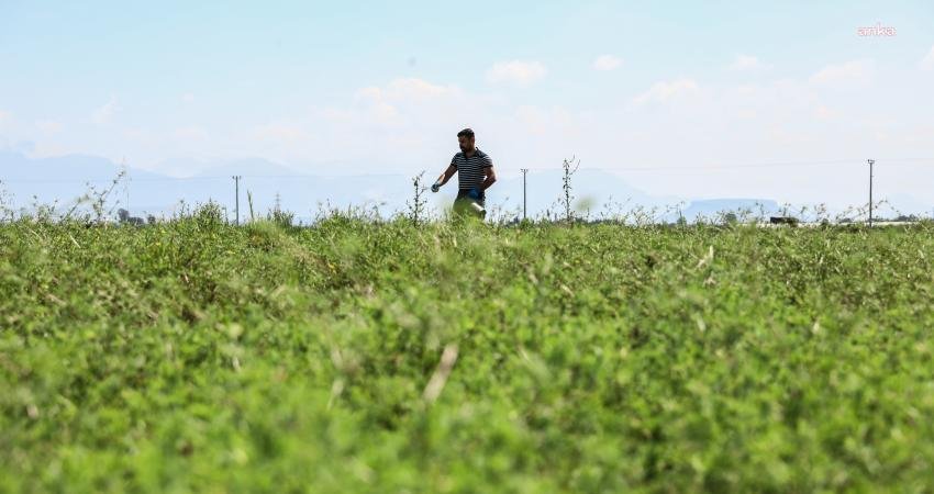 Antalya Büyükşehir Belediyesi, Aksu ilçesine bağlı Solak Mahallesi'ndeki mera alanlarında