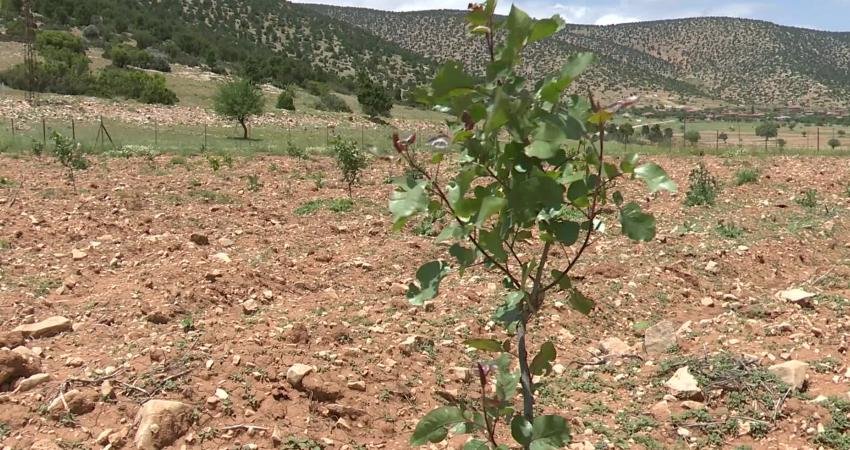 Antalya Büyükşehir Belediyesi iklim değişikliğine bağlı bölgesel ürün yetiştiriciliği konusunda