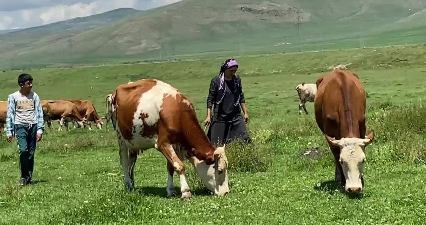 Ardahan Ziraat Odası Başkanı Latifşah Sural, şap hastalığı nedeniyle ölen