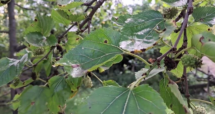 Artvin’de Haziran Ayının Yağışlı Geçmesi Dut Ağaçlarında Hastalığa Yol Açtı, Pekmez Üretimi Yarı Yarıya Düştü Artvin’de haziran ayında etkili olan yağışların dut ağaçlarında hastalığa yol