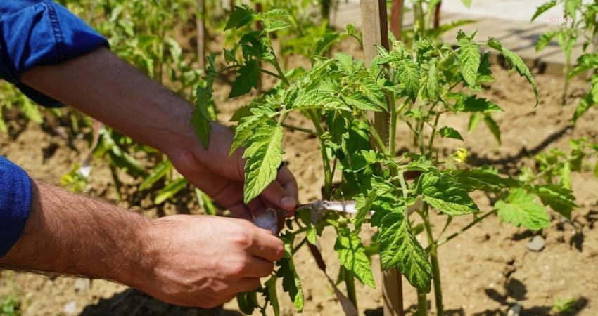 Atakum Belediyesi’nin genetiğiyle oynanmamış ata tohumlarını geleceğe taşımak amacıyla kurduğu