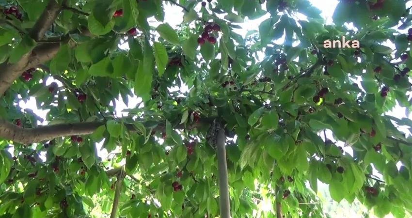 Kahramanmaraş’ın Andırın ilçesinde aroması, büyüklüğü ve lezzeti ile rağbet gördüğü