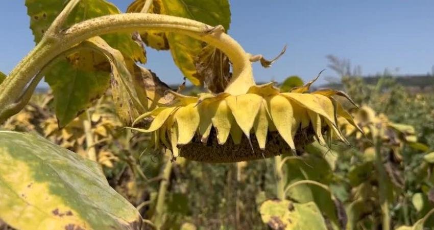 CHP Adana Milletvekili Ayhan Barut, çiftçilerin hasadı başlayan ayçiçeğinin alım