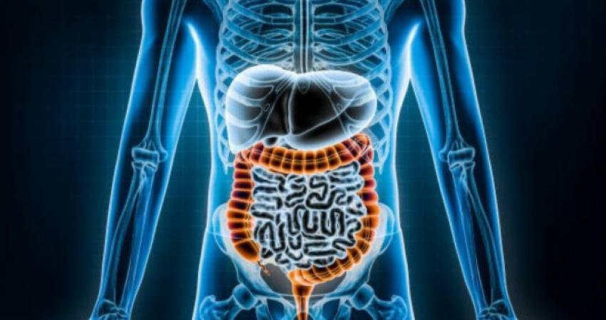 Bedenimizde yaklaşık 40 trilyon bakteri bulunur ve bunların birçok bağırsaklarımızda