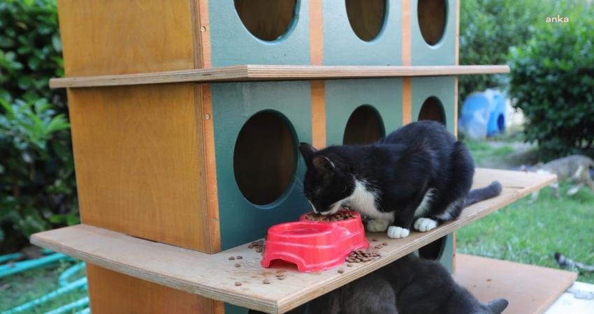 Bayraklı Belediyesi, aşırı sıcaklar nedeniyle yiyecek ve içecek bulmakta zorlanan