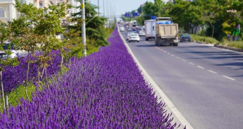 Bilecik Belediyesi tarafından gerçekleştirilen proje ile kentteki orta refüjlere ekilen