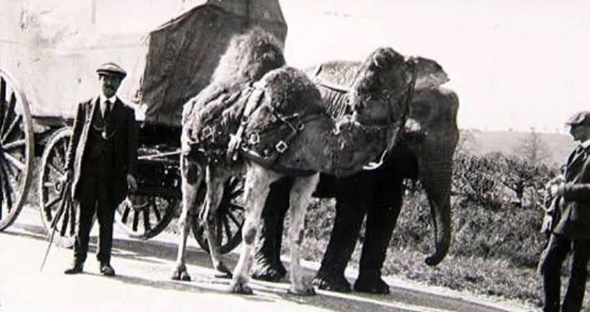 Tarihi yaklaşık 130 yıl eskiye dayanan efsanevi fil Nancy'nin gizemini