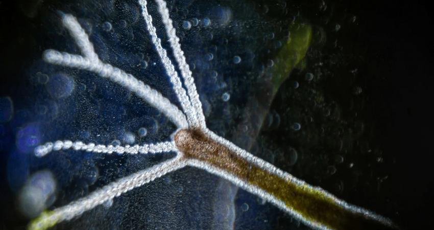 Ölümsüz canlı olarak bilinen Hydractinia'nın yaşlanmaya nasıl karşı koyduğu bugüne