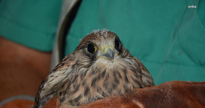 Tarsus merkeze bağlı Kırklarsırtı Mahallesi’nde bitkin halde bulunan ve yırtıcı