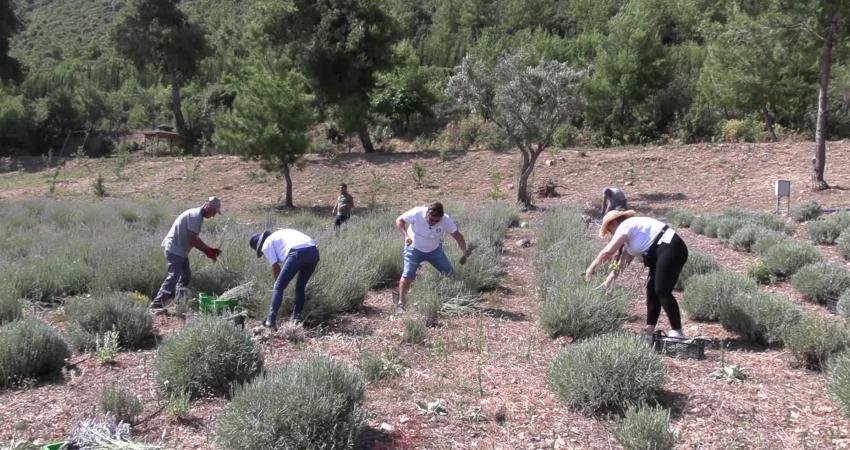 Bodrum Belediyesi, Garaova Tarım Park’ta üretilen lavantaların hasadına başladı.