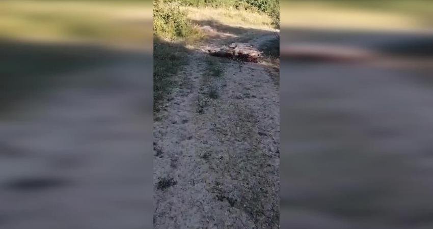 Bolu’nun Mengen ilçesinde 6 sokak köpeği, yedikleri tavuk kemiklerinin yanında