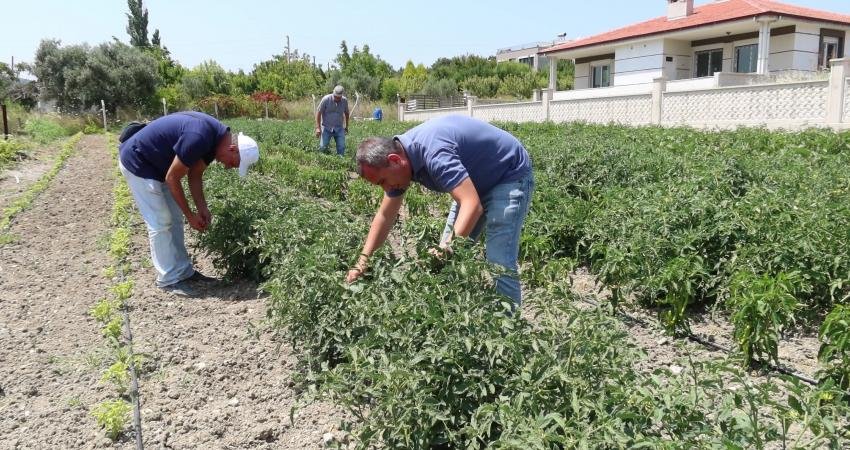 Bu yıl Bornovalı çiftçilere 600 bin adet sebze fidesi dağıtan