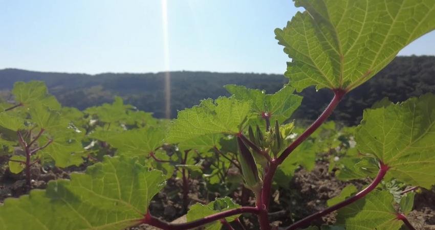 Bornova Belediyesi’nin coğrafi işaret tescilli Bornova Kınalı Bamyası’nın hasadı başladı.