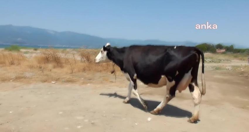 Burhaniye’de Sıcaklardan Bunalan İnekler, Denize Girerek Serinliyor Balıkesir’in Burhaniye ilçesinde son günlerde 40 dereceyi bulan hava sıcaklığı,