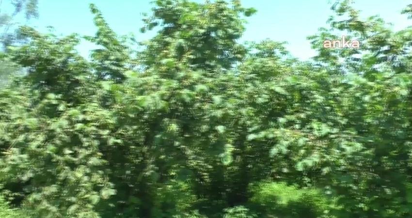 Düzce’nin Akçakoca ilçesine bağlı Dereköy, Altunçay ve Subaşı köylerinde yaşayan