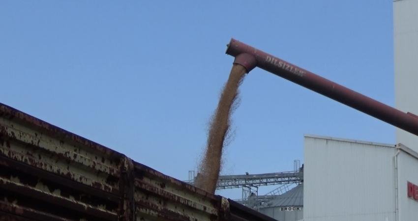 Edirne Ticaret Borsası’ndaki buğday alım fiyatı Toprak Mahsulleri Ofisi’nin (TMO)