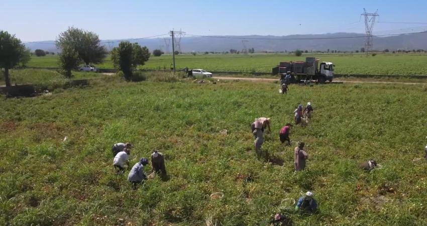 Efeler Belediyesi tarafından Işıklı Mahallesi’ndeki tarım arazisinde üretilen domateslerin bu