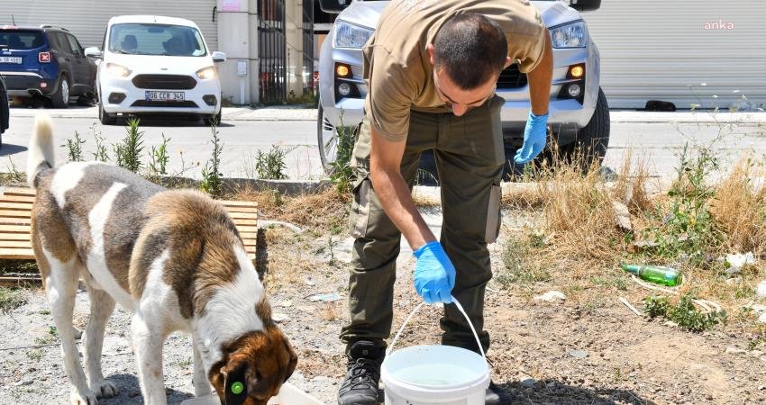 Artan hava sıcaklıkları nedeniyle sokak hayvanları için seferber olan Esenyurt