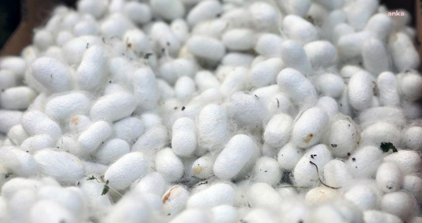 Menteşe’de kadın üreticilerin ellerinden kozadan ipeğe giden yolculukta hasat zamanı