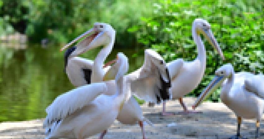 İzmir Büyükşehir Belediyesi Doğal Yaşam Parkı, yerli kuş türlerinin yanı