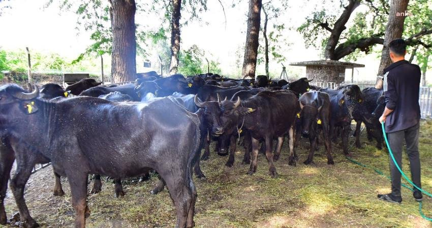 İzmir Büyükşehir Belediyesi, kırsaldaki üreticiye desteğini sürdürüyor. Manda yetiştiriciliğinin yeniden