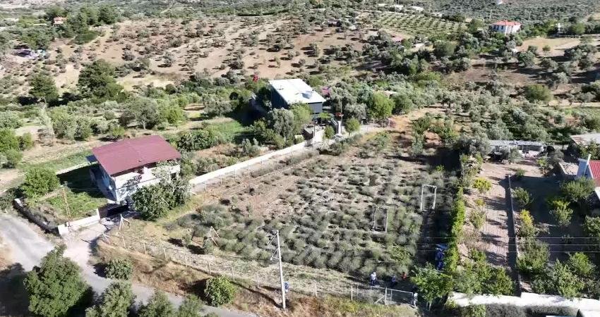 İzmir Büyükşehir Belediyesi, lavanta hasadının son günlerinde üretici eşini kalp