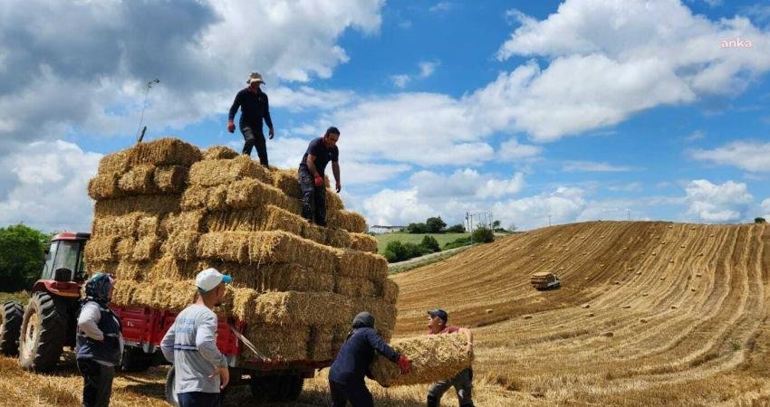 İzmit Belediyesi, Yerel Buğdayı Destekleme Projesi kapsamında Kozluca Mahallesinde toprakla