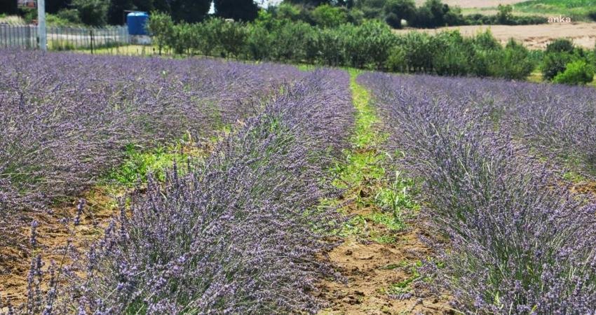 İzmit Belediyesi’nin üç farklı mahallede hayata geçirdiği lavanta bahçelerinde düzenlenecek