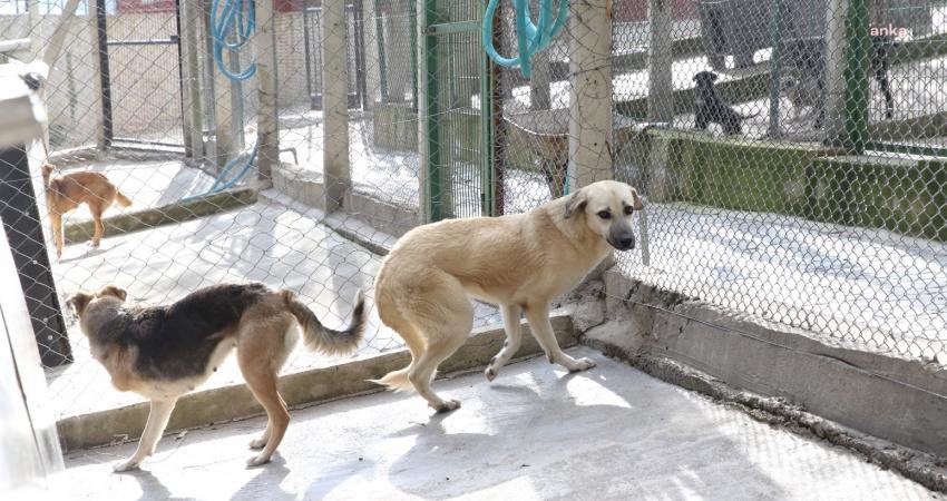Karşıyaka Belediyesi Örnekköy Geçici Köpek Bakımevi ve Rehabilitasyon Merkezi, trafik