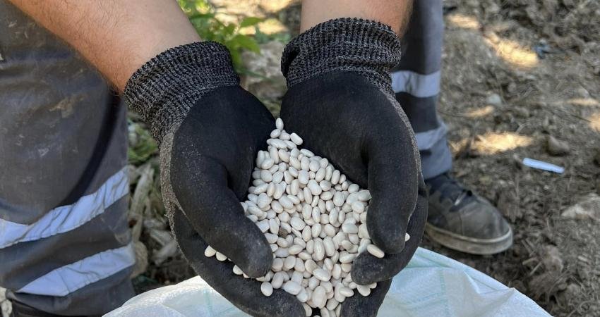 Konyaaltı Belediyesi, coğrafi işaretli Antalya Piyazı’nın ana maddesi Çandır Fasulyesi’nin