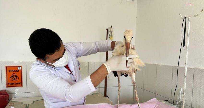Kumluca’da vatandaşların bitkin ve hasta halde bulduğu leylek, tedavisi için