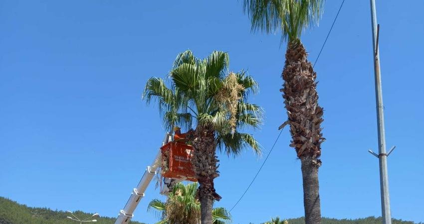 Marmaris Belediyesi, ilçe genelindeki palmiye ağaçlarının dönemsel budamaları için çalışma