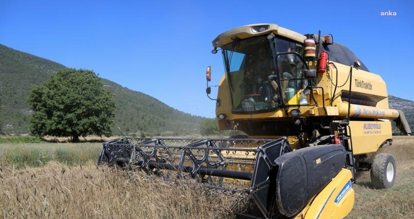 Menteşe’de Hasat Zamanı Menteşe Belediyesi’nin Yeşilyurt ve Kafaca mahallerinde toplam 30 dönüm tarım