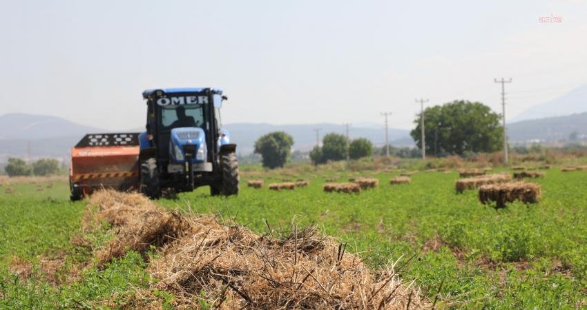 Muğla Büyükşehir Belediyesi, 434 dönüm arazisine ekimini yaptığı yem bitkisinin