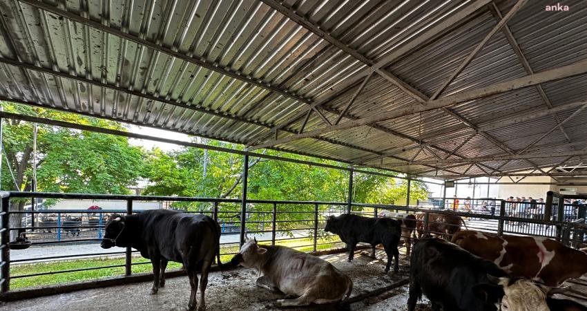 Muğla Büyükşehir Belediyesi mezbaha ve hayvan pazarları Kurban Bayramı’nda tam