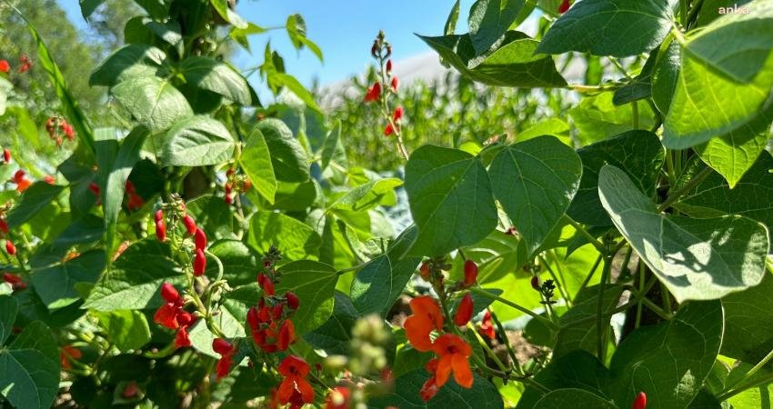 Saray Belediyesi tarım birimi, örnek bir zirai çalışmaya imza attı.