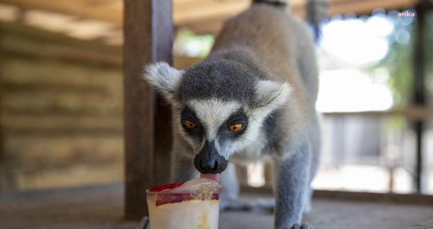 Tarsus Doğa Parkı Sakinlerine, Fıskiyeli ve Buzlu Meyveli Serinlik Mersin Büyükşehir Belediyesi’ne bağlı Tarsus Doğa Parkı’nın sakinleri, sıcak yaz
