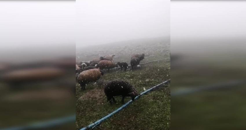 Artvin’e bağlı Ardanuç ilçesi Kürdevan dağ eteklerine bugün kar yağması